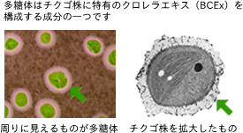 多糖体はチクゴ株に特有のクロレラエキスを構成する成分の一つです