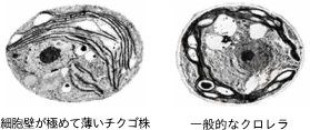 クロレラの細胞壁